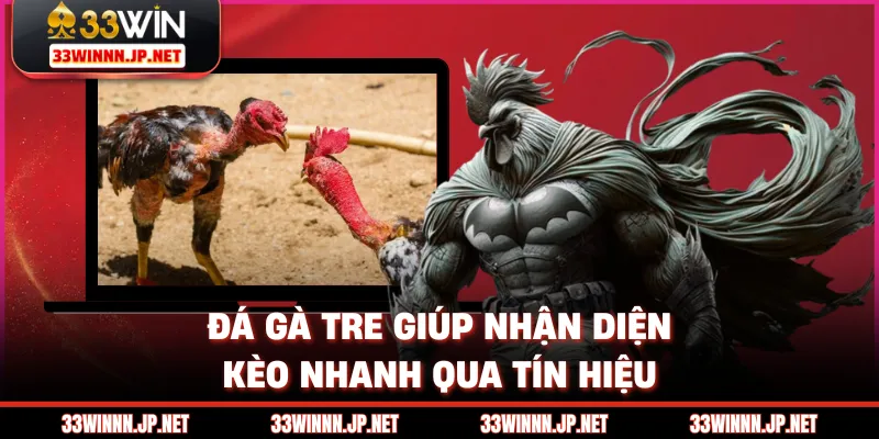 Đá gà tre giúp nhận diện kèo nhanh qua tín hiệu