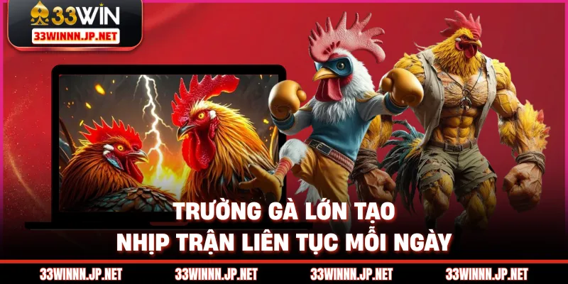 Trường gà lớn tạo nhịp trận liên tục mỗi ngày