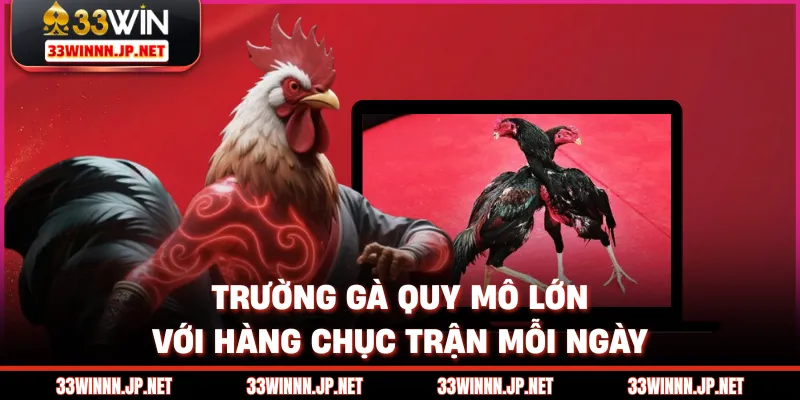 Trường gà quy mô lớn với hàng chục trận mỗi ngày
